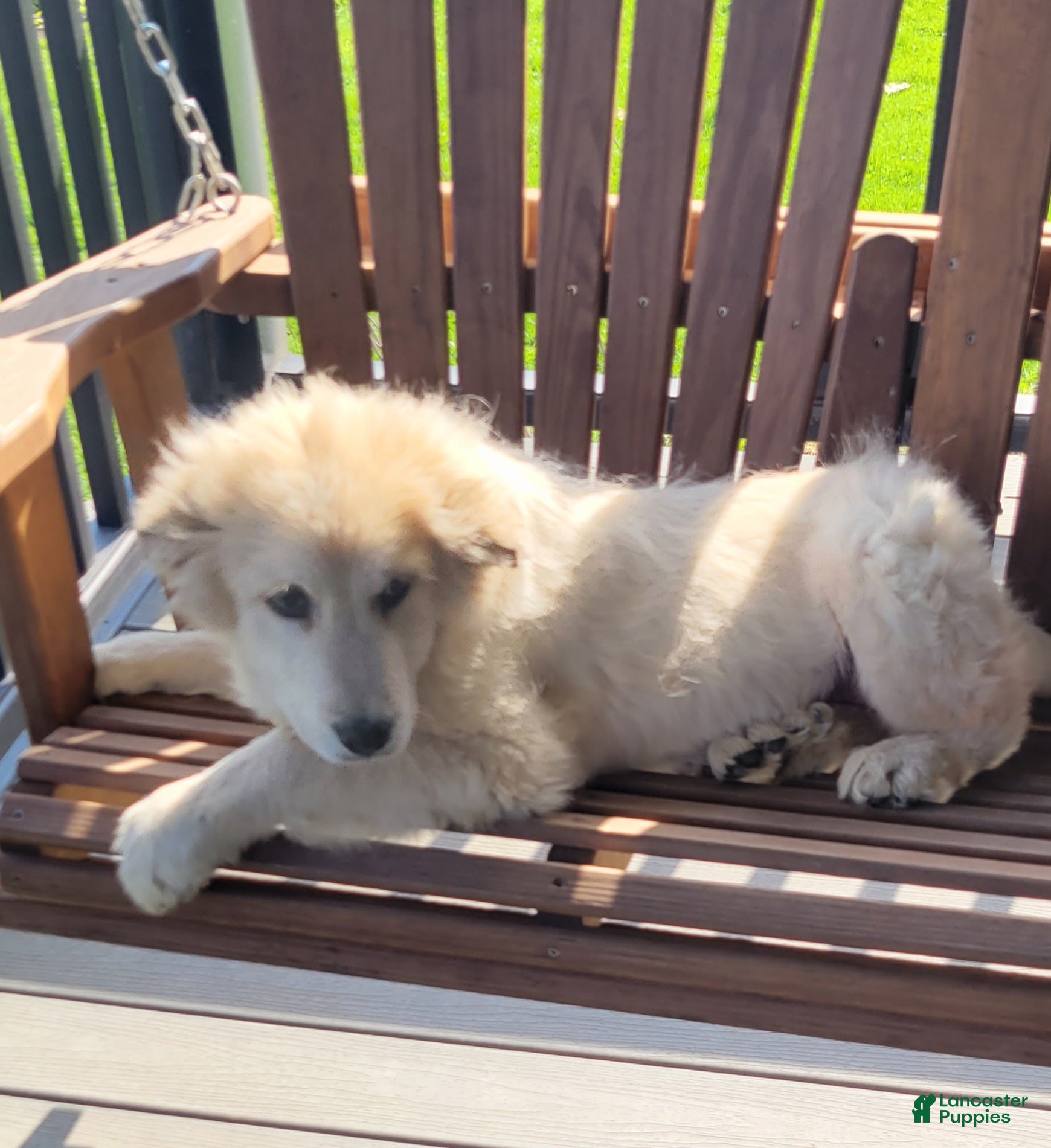 Mixed Breed dogs Mixed Breed Puppy 1 - Ad 1