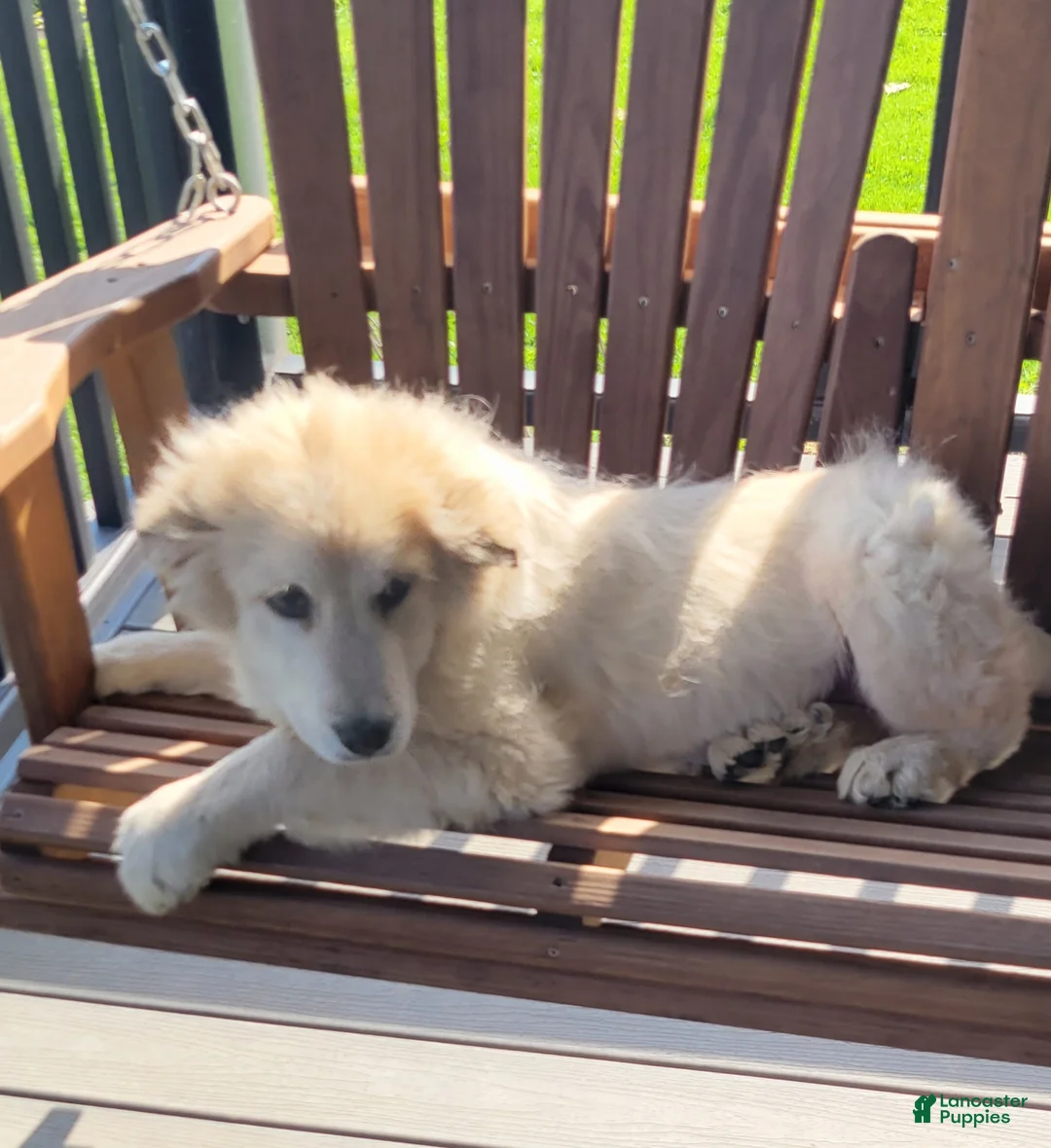 Mixed Breed dogs for sale: Mixed Breed Puppy 1 - Ad 1