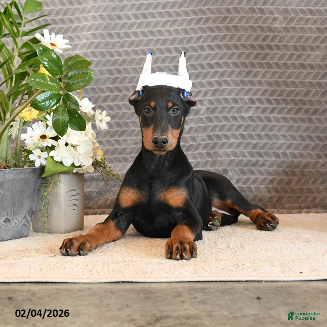 Doberman Pinscher dogs for sale: Ziva - Ad 3