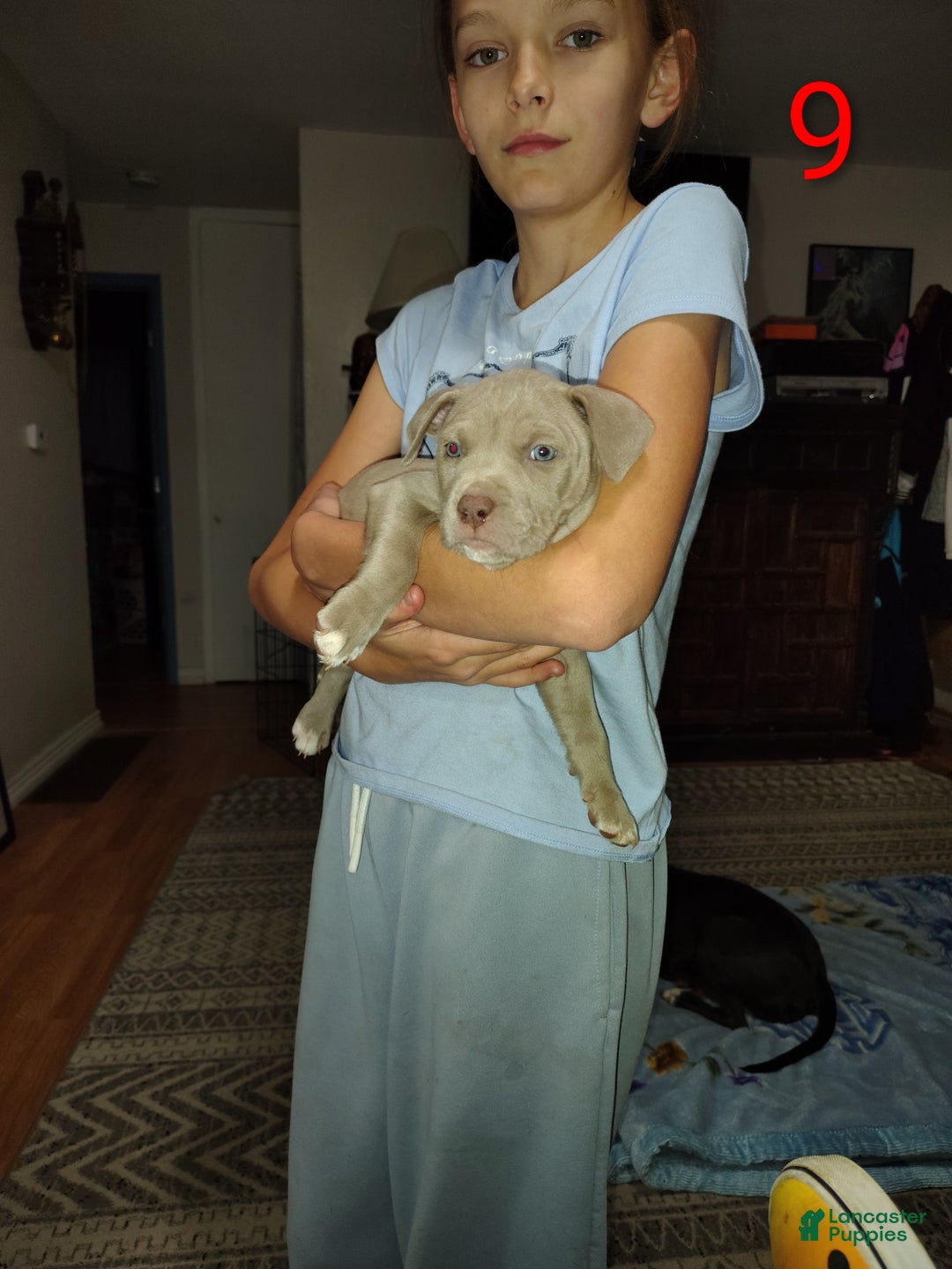 American Pit Bull Terrier dogs for sale: American Pit Bull Terrier Puppy 1 - Ad 1