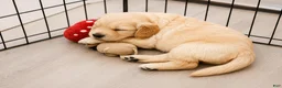 Golden Retriever dogs for sale: Butterball - Ad 1