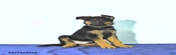 German Shepherd dogs for sale: Ranger - Ad 4