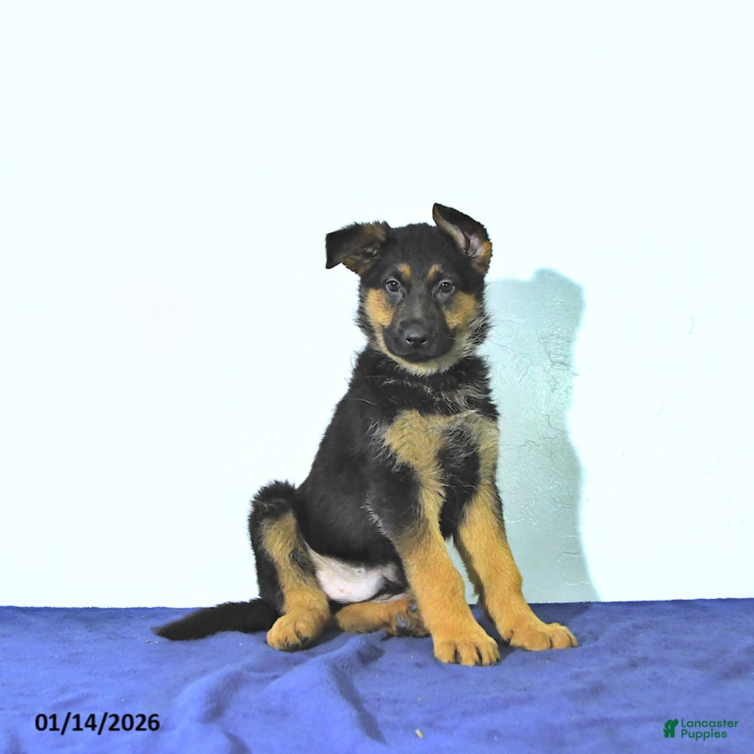 German Shepherd dogs for sale: Ranger - Ad 4