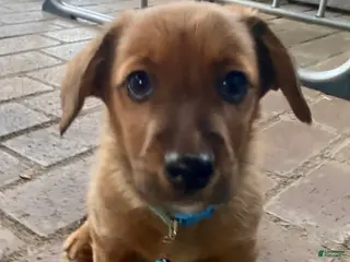 Mixed Breed dogs Buford - Ad 5