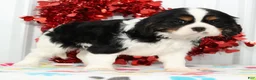 Cavalier King Charles Spaniel dogs for sale: Frisky - Ad 9