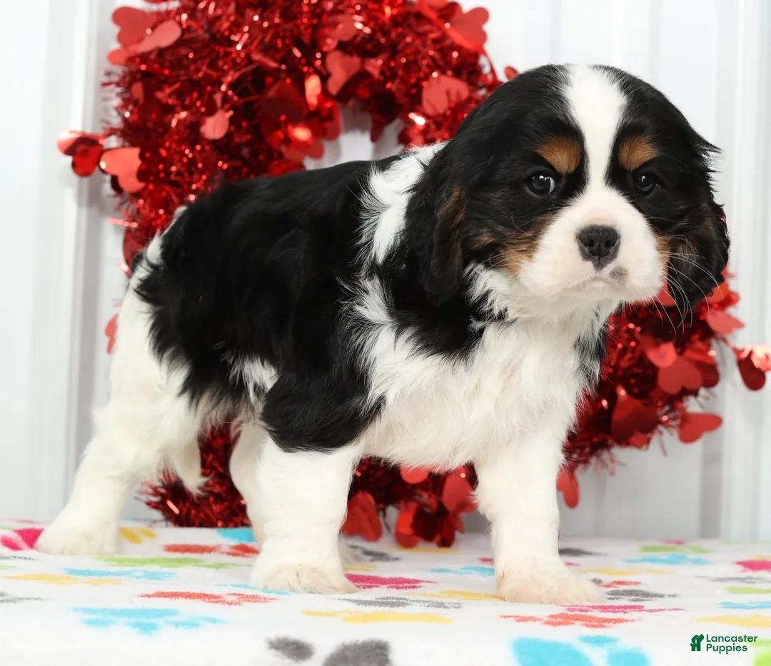 Cavalier King Charles Spaniel dogs for sale: Frisky - Ad 9
