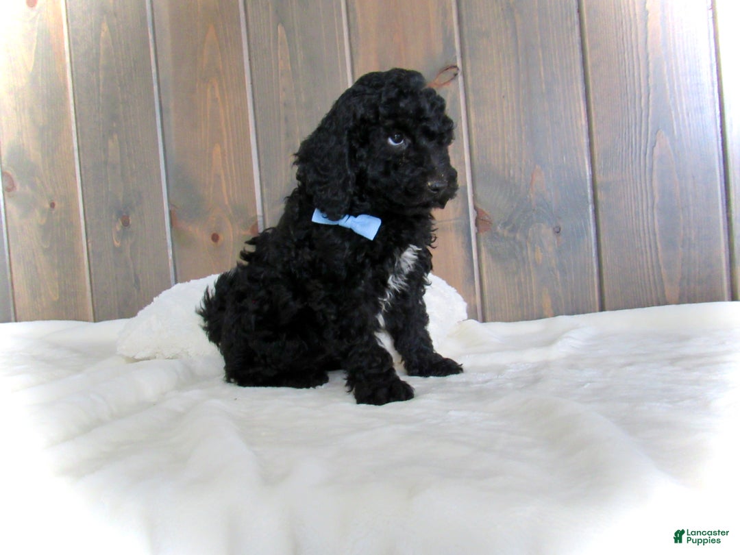 Mini Goldendoodle dogs for sale: Jordan - Ad 3