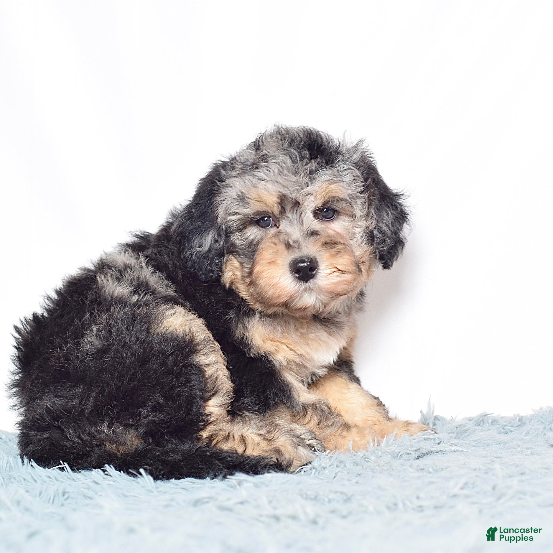 Mini Goldendoodle dogs Ms. Una - Ad 2