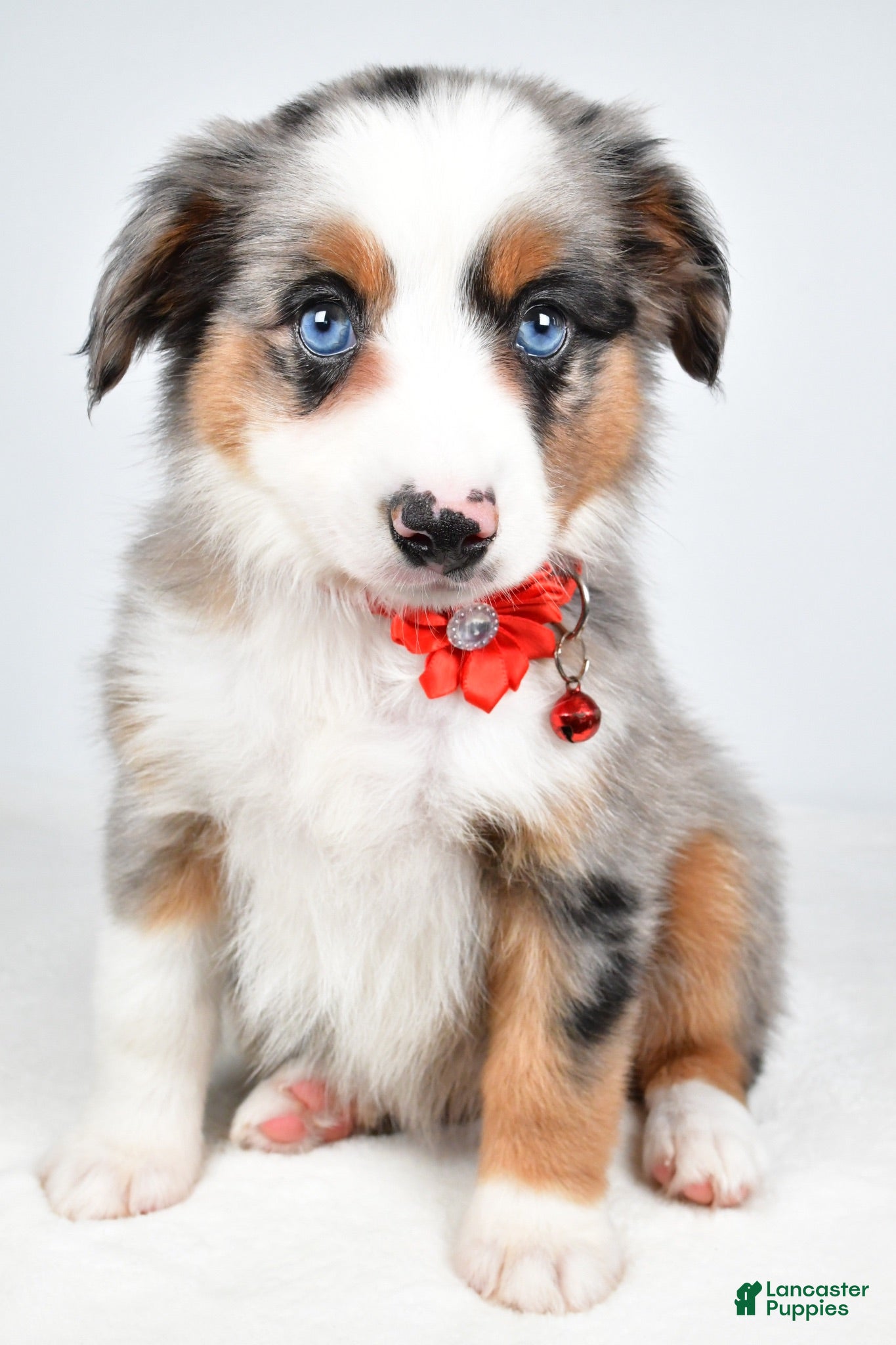 Miniature Australian Shepherd dogs Makena - Ad 1