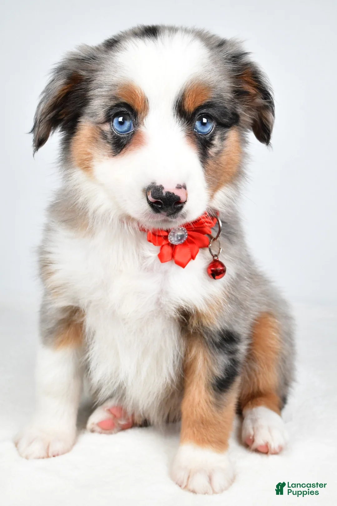 Miniature Australian Shepherd dogs for sale: Makena - Ad 1