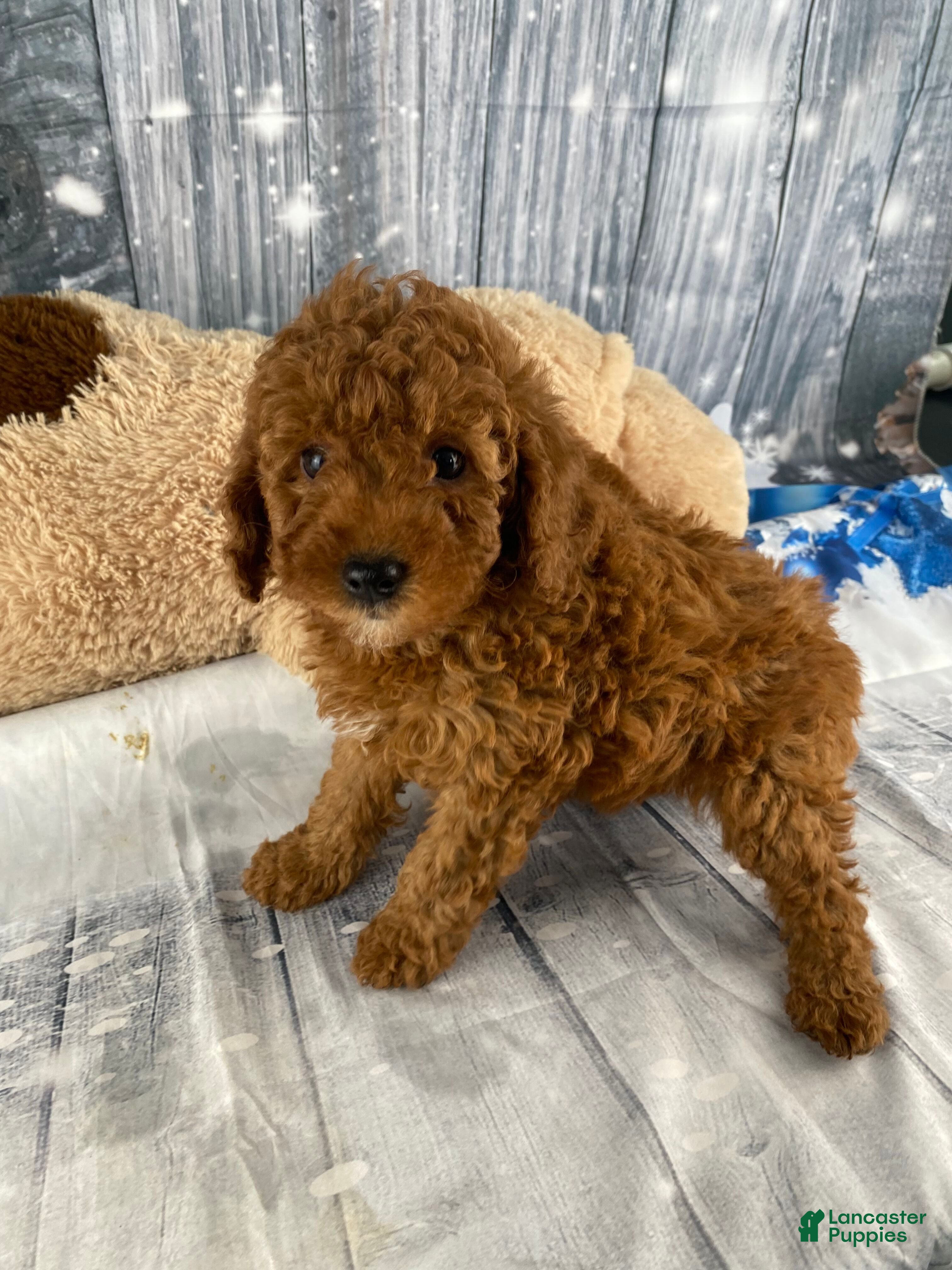 Miniature Poodle dogs Apollo - Ad 16