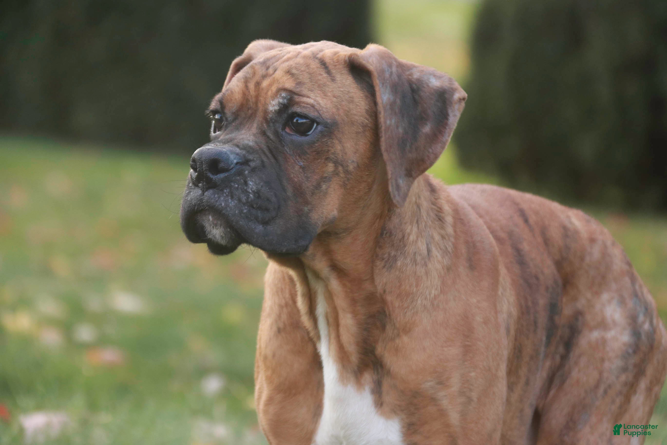 Boxer dogs Sam - Ad 25