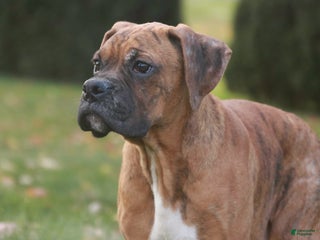Boxer dogs Sam - Ad 13