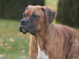 Boxer dogs Sam - Ad 40