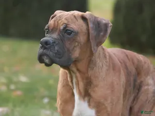 Boxer dogs Sam - Ad 35