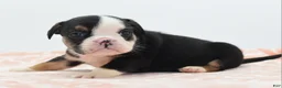 Mixed Breed dogs for sale: Princess  - Ad 15