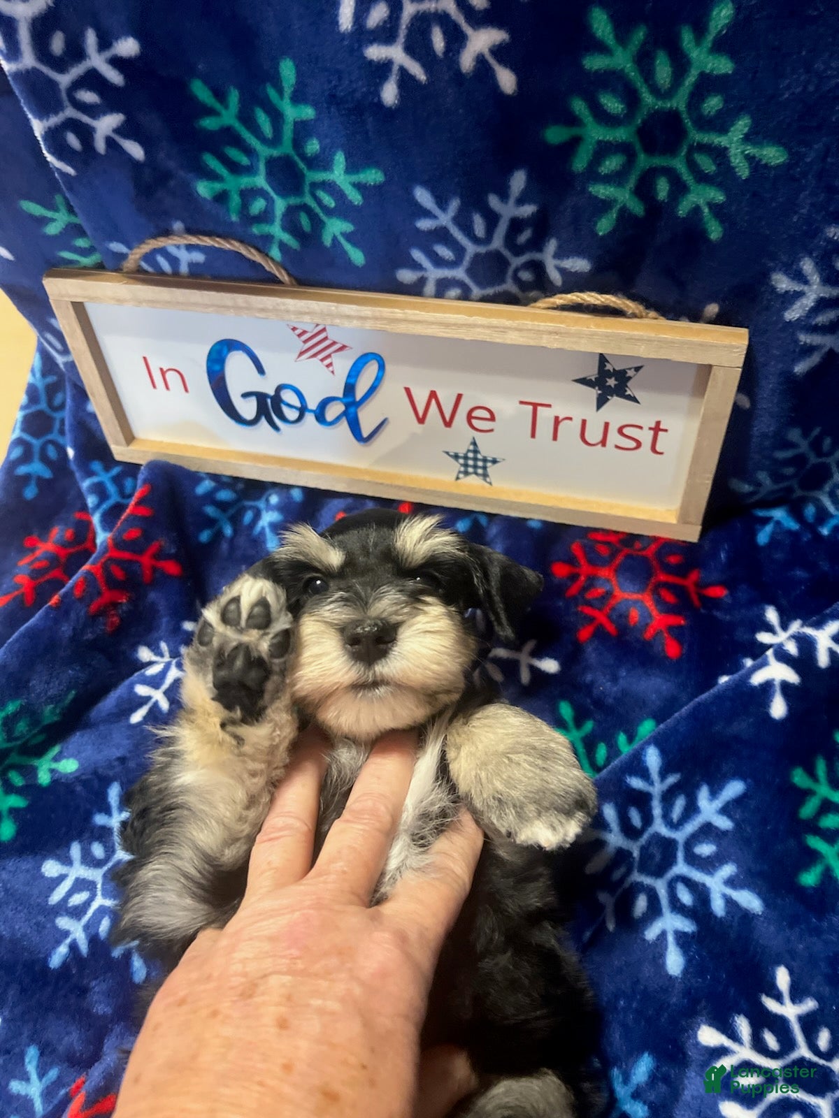 Miniature Schnauzer dogs for sale: Billy (Black phantom) - Ad 1