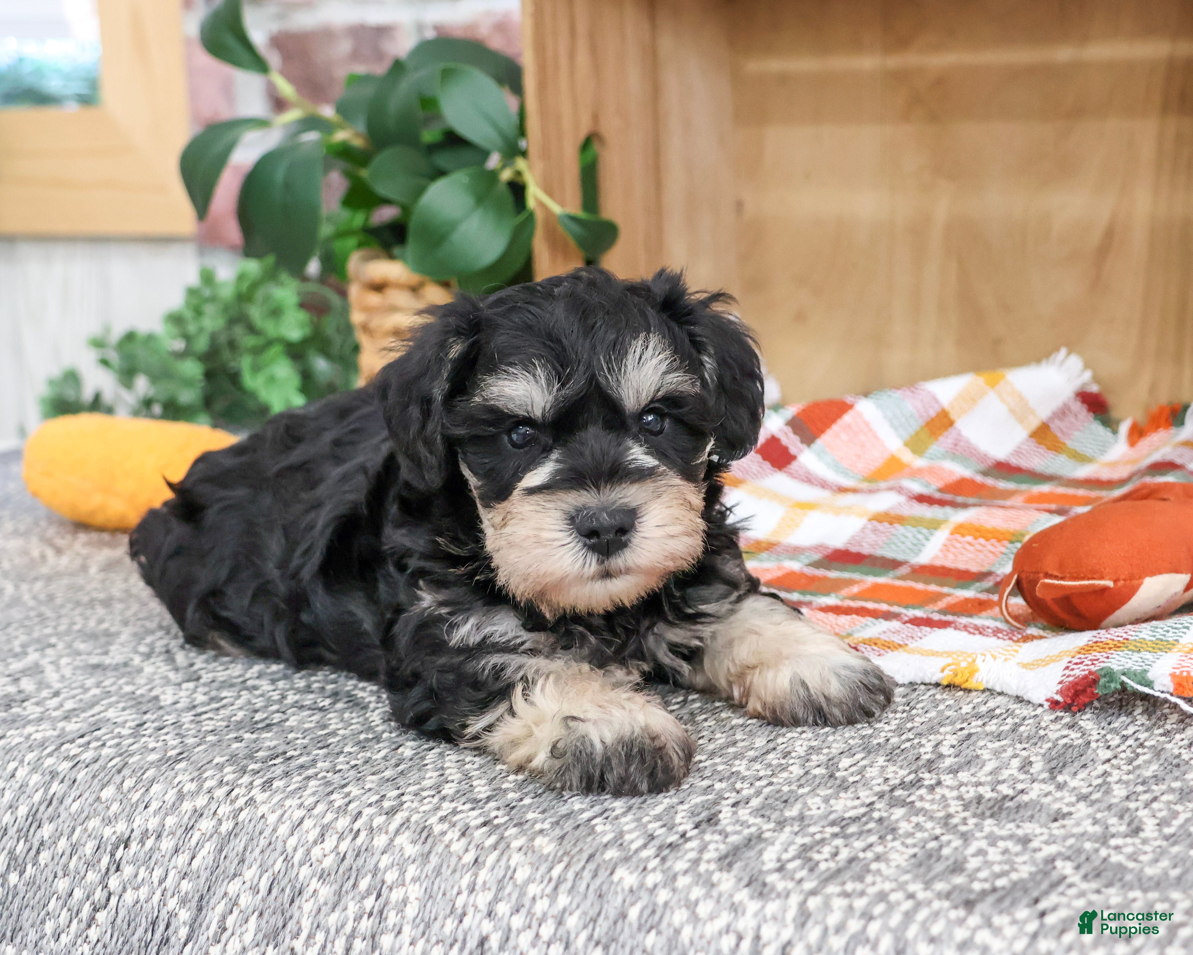 Miniature Schnauzer dogs Jefferson - Ad 38