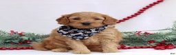 Mini Goldendoodle dogs for sale: Boston  - Ad 1