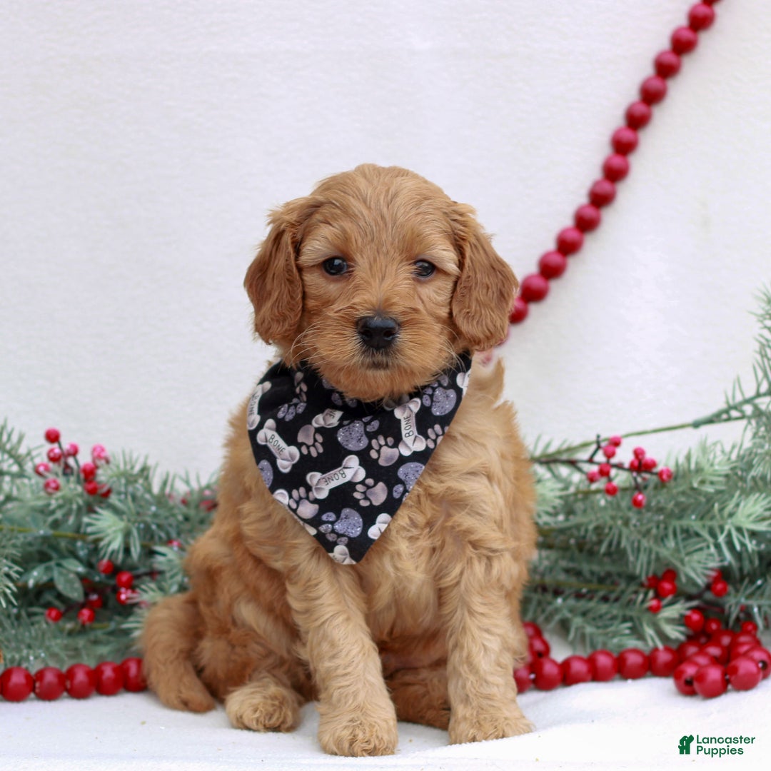Mini Goldendoodle dogs for sale: Boston  - Ad 1