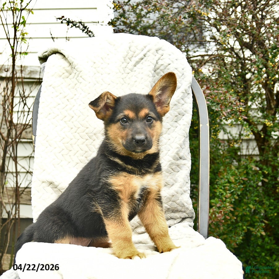 Mixed Breed dogs Paris  - Ad 2