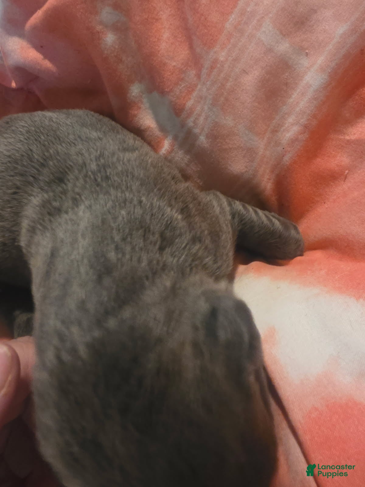Cane Corso dogs Gray Brindle Female 4 - Ad 38