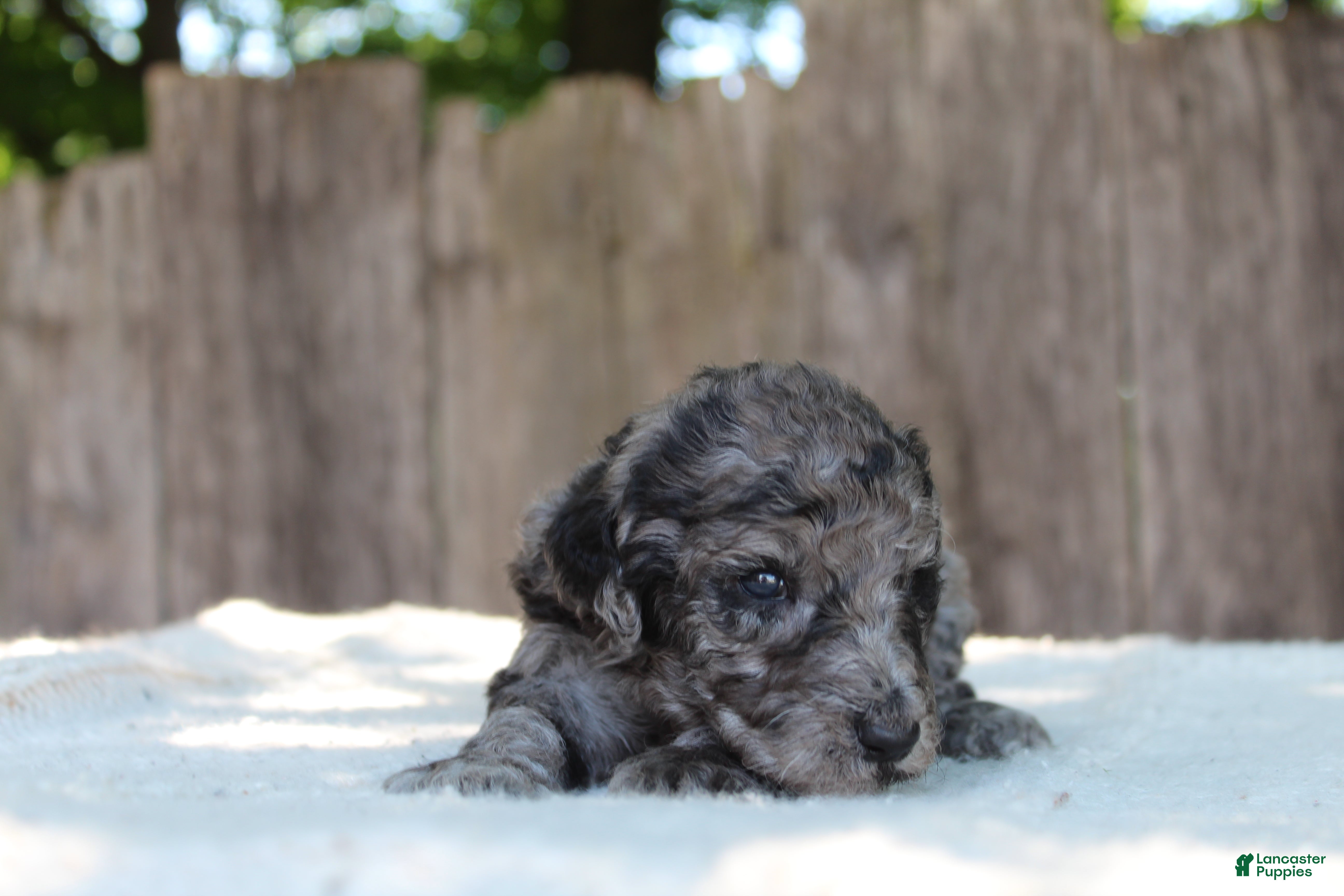 Standard Poodle dogs for sale: Ash AKC Standard Poodle - Ad 6