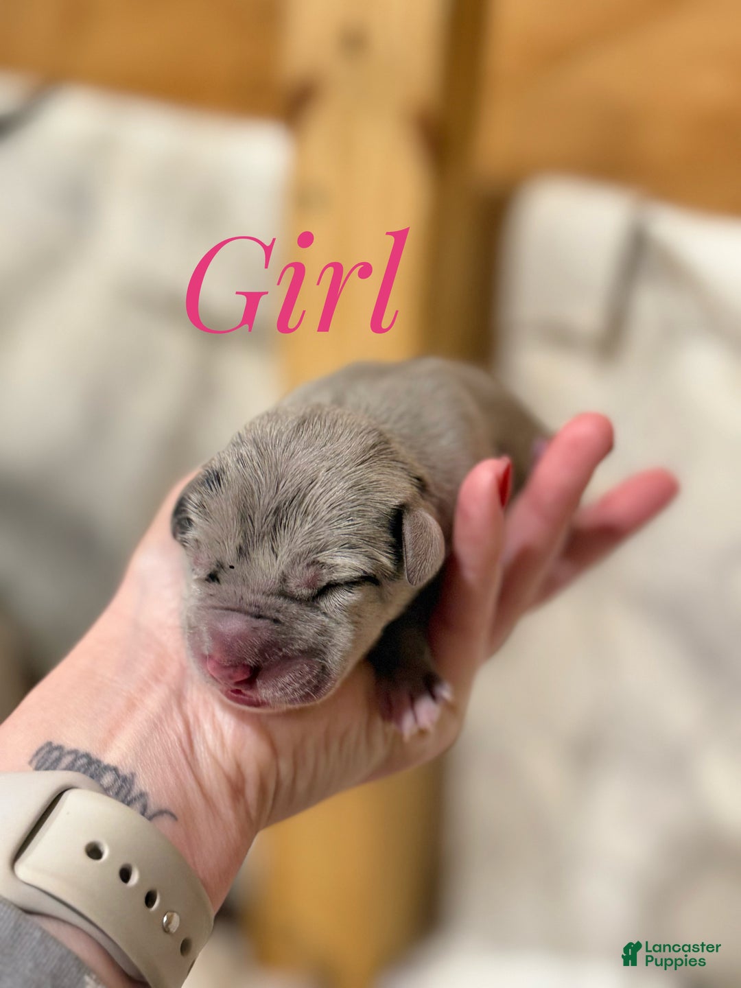 Great Dane dogs for sale: Great Dane Puppy 8 - Ad 1