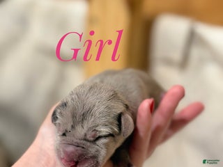 Great Dane dogs Great Dane Puppy 8 - Ad 41