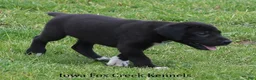 Great Dane dogs for sale: MIlo - Ad 8