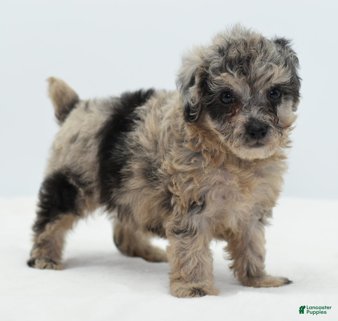 Toy Poodle dogs for sale: Blue merle female toy poodle  - Ad 6