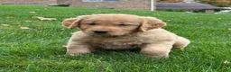 Golden Retriever dogs for sale: Neo - Ad 4