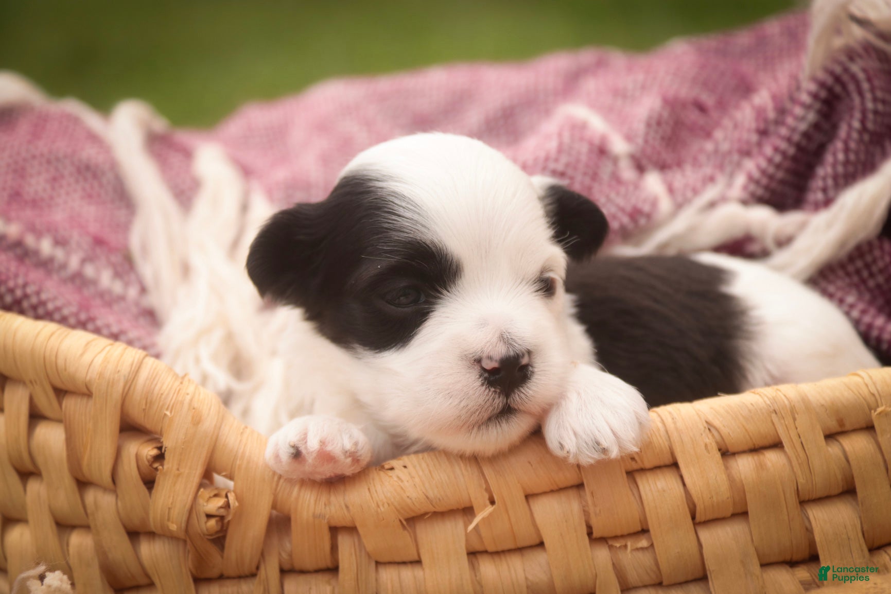 Havanese dogs Penny Havanese  - Ad 1