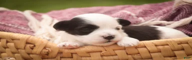 Penny Havanese 