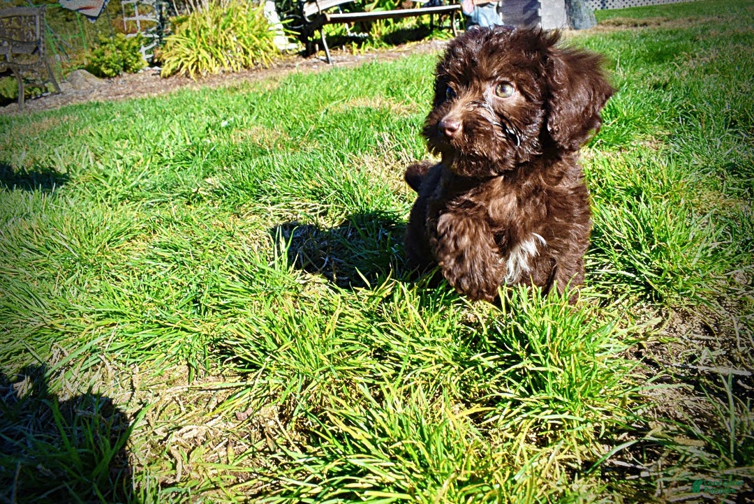 Havapoo dogs for sale: Itsy - Ad 18