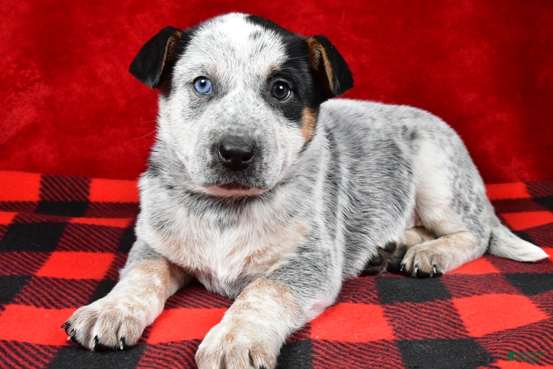 Australian Cattle Dog dogs for sale: Polly - Ad 6