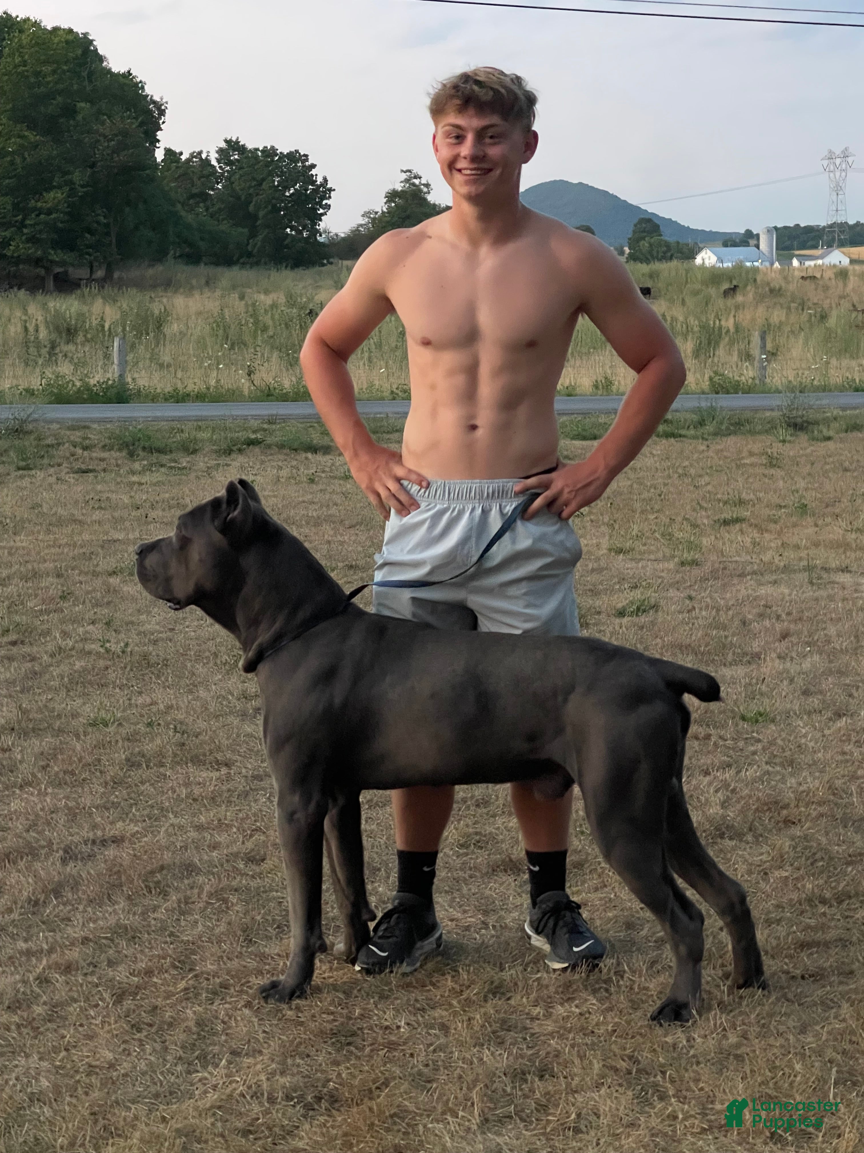 Cane Corso dogs for stud: Enzo Stud - Ad 3