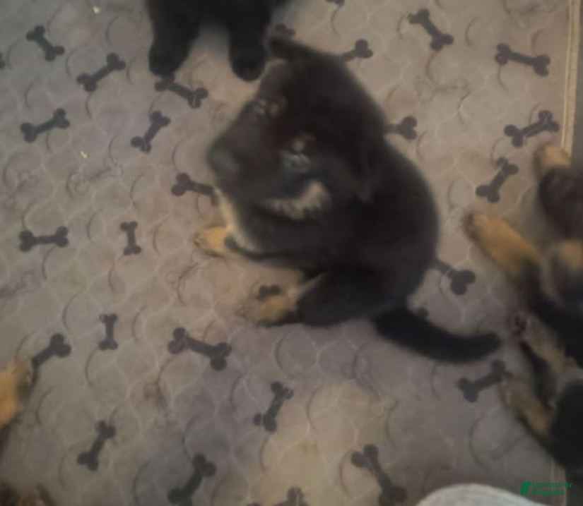 German Shepherd dogs Boy 1  - Ad 30
