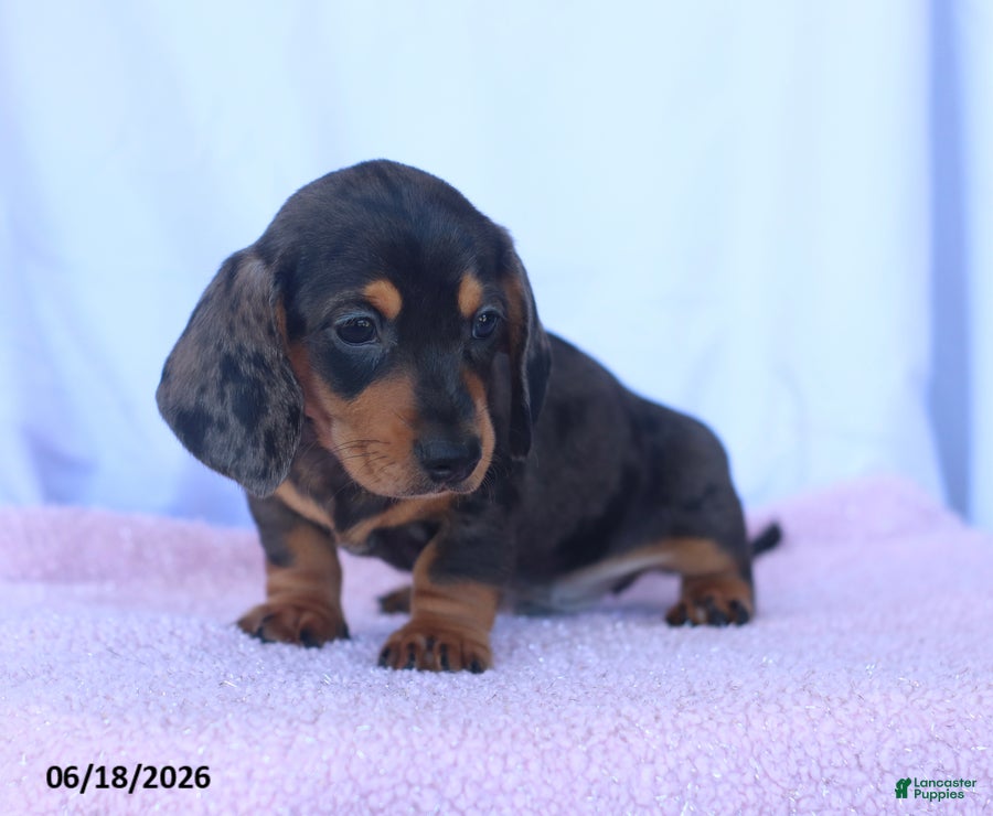 Miniature Dachshund dogs Dusty - Ad 2