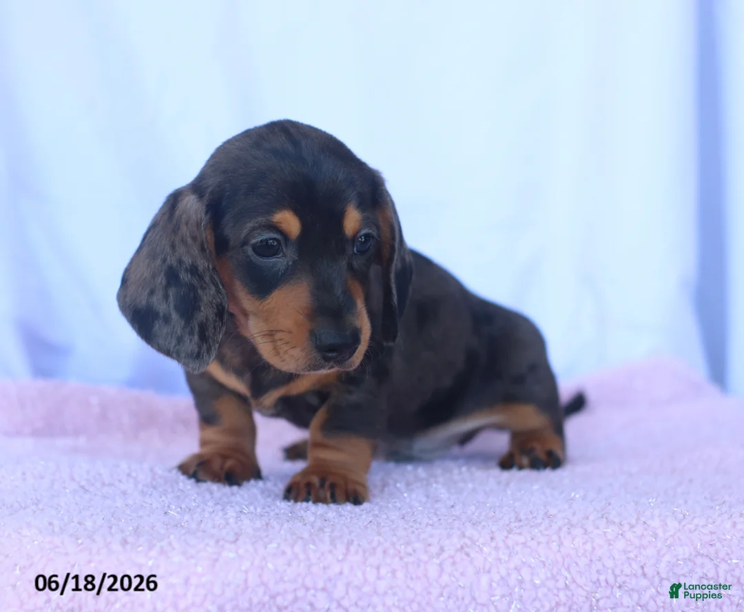 Miniature Dachshund dogs for sale: Dusty - Ad 2