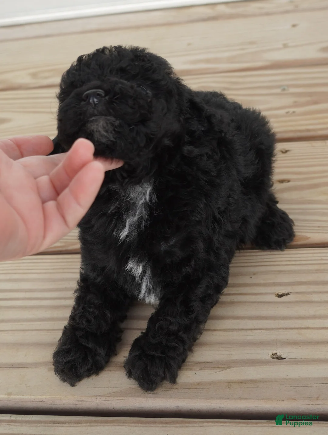 Toy Poodle dogs for sale: Black Male white chest - Ad 2