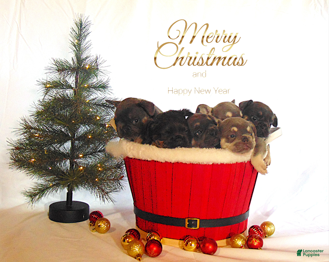 French Bulldog dogs for sale: Todd - Ad 10