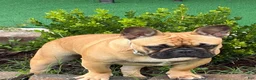 French Bulldog dogs for sale: French Bulldog 2 - Ad 5