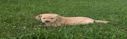 Golden Retriever dogs for sale: Leo - Ad 8