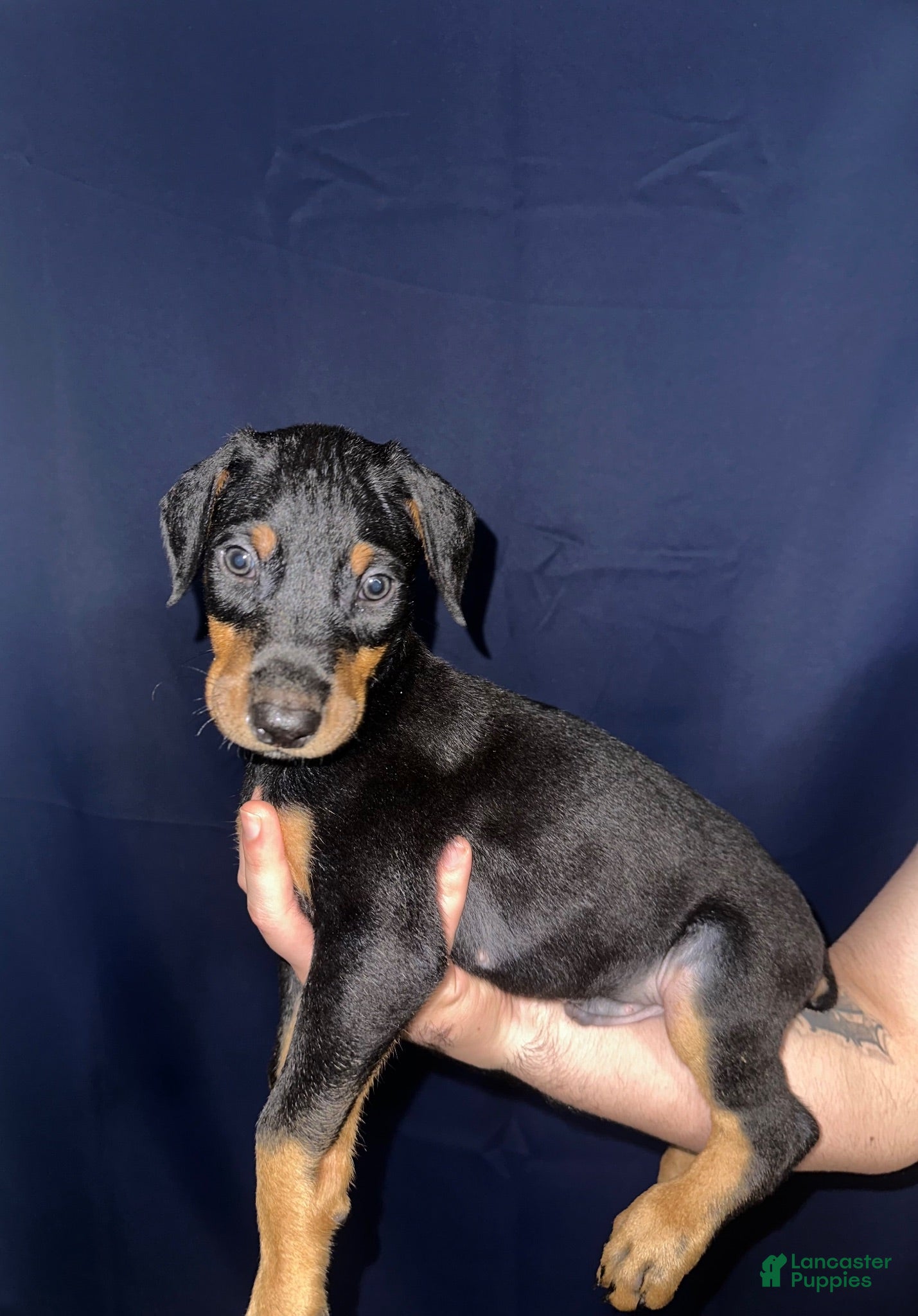 Doberman Pinscher dogs Doberman Pinscher 1 - Ad 7