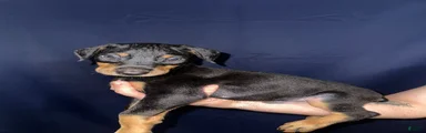 Doberman Pinscher 1