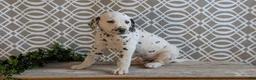 Dalmatian dogs for sale: Jasper - Ad 3