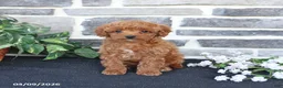 Cavapoo dogs for sale: Lilly - Ad 5