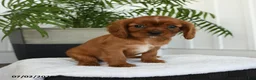 Cavalier King Charles Spaniel dogs for sale: Harvey - Ad 5