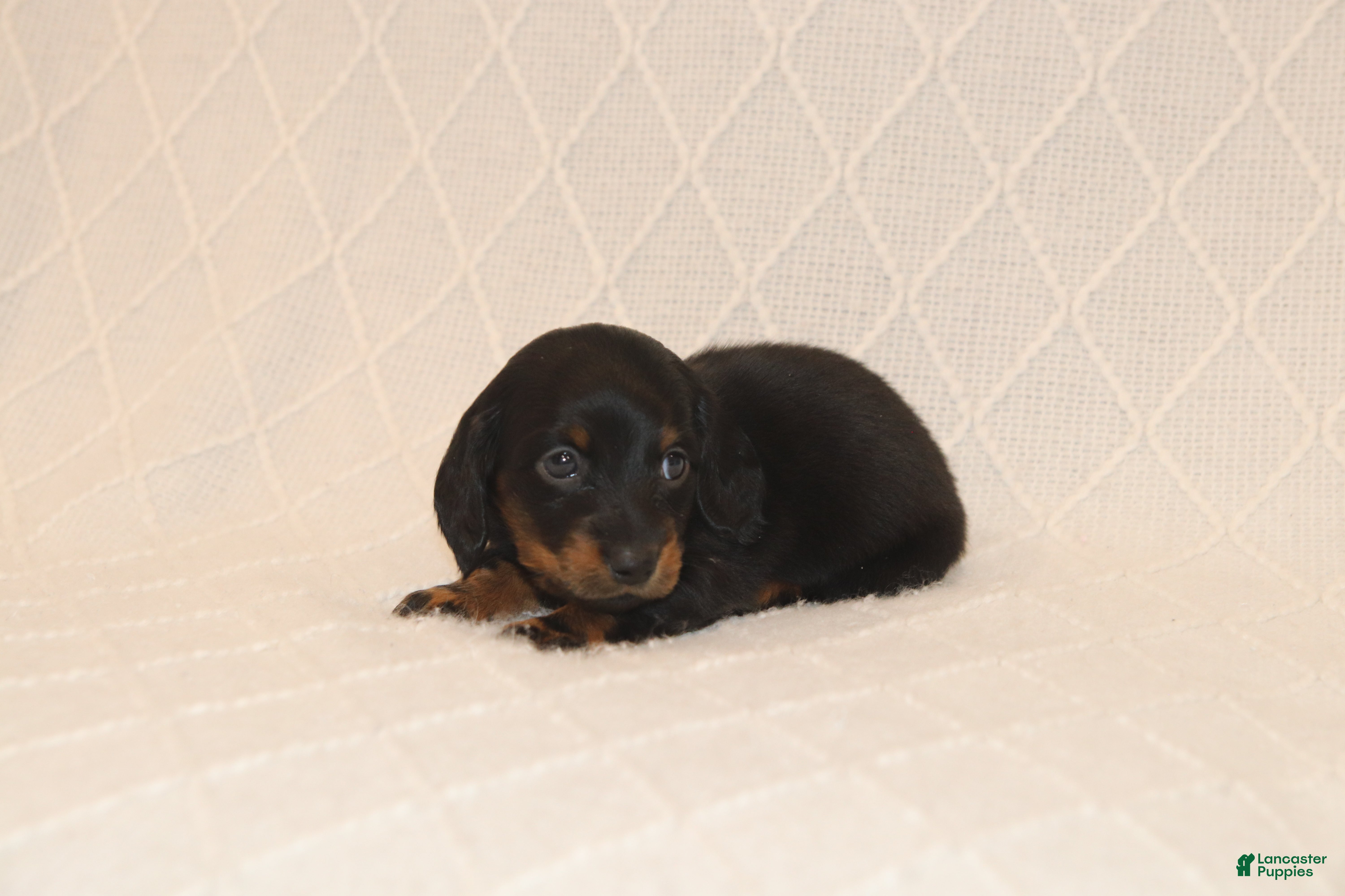 Miniature Dachshund dogs Rex - Ad 2